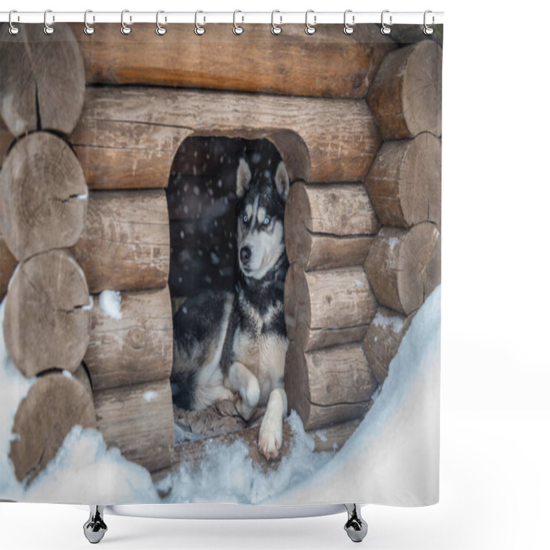 Personality  Cute Blue Eyed Husky Dog Resting In Kennel And Watchin On Snowfall In Winter Shower Curtains