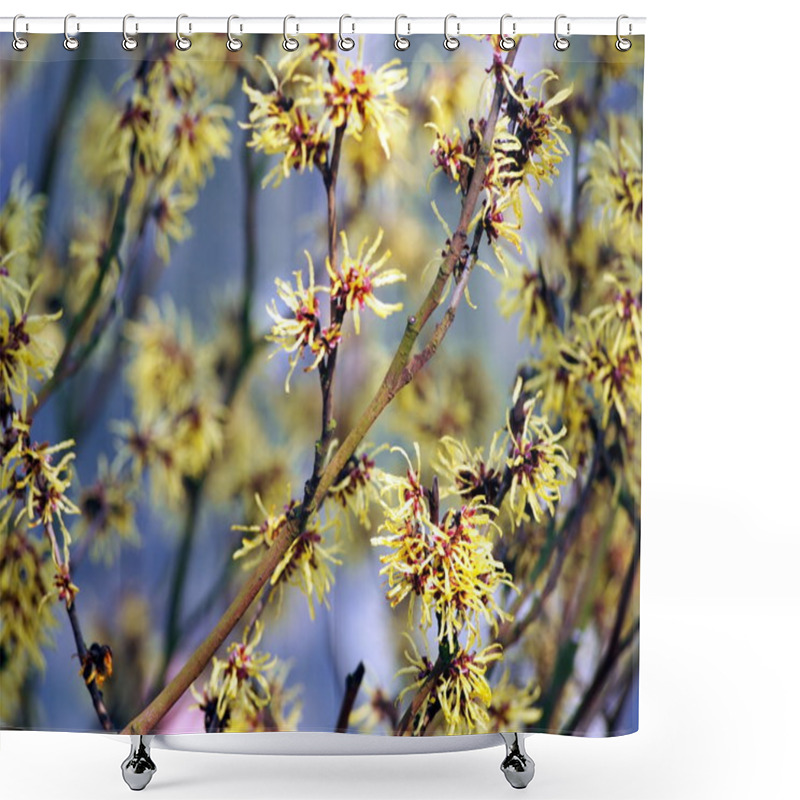 Personality  Blooming Hamamelis - Witch Hazel Shower Curtains