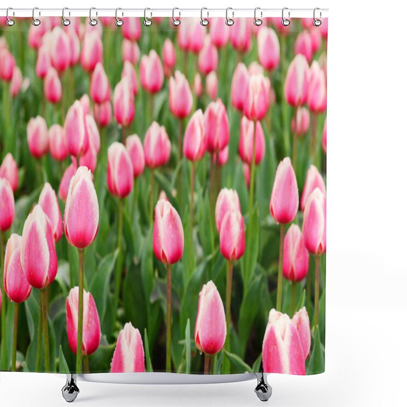 Personality  Tulips Shower Curtains