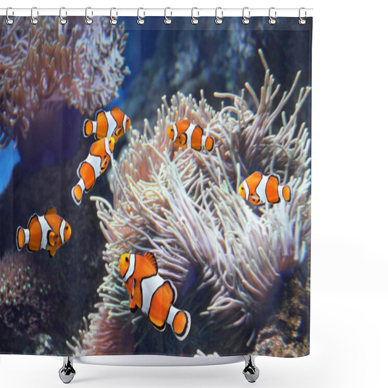 Personality  Tropical Sea Anemone And Clown Fish (Amphiprion Percula) In Marine Aquarium Shower Curtains