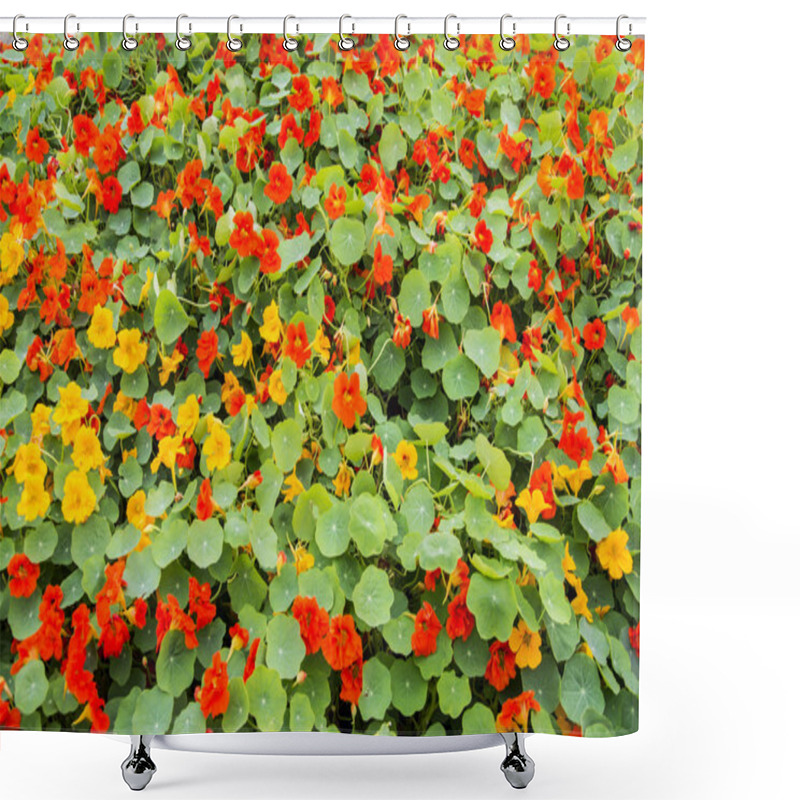 Personality  Nasturtium Flower Bed Shower Curtains