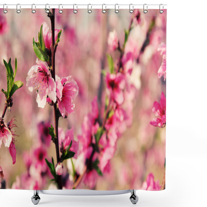 Personality  Blossoming Cherry Branches Shower Curtains