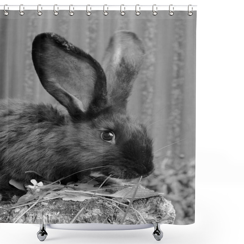 Personality  Rabbit On The Street Shower Curtains