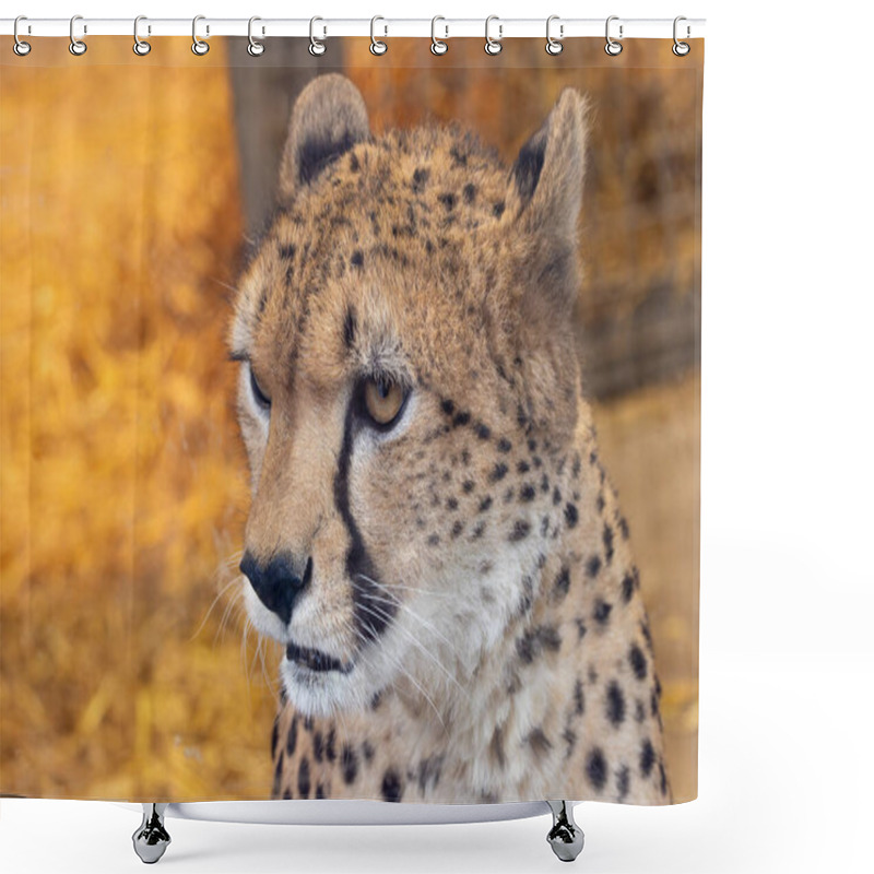 Personality  North East African Cheetah, A Carnivore Eating Gazelles And Hares. Native To Sudan/Ethiopia. Shower Curtains