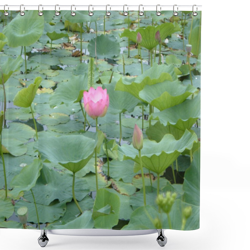 Personality  Lotus Flowers On The Lake Shower Curtains