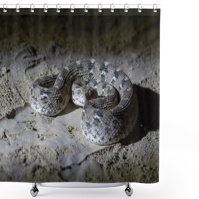 Personality  Echis Carinatus, Indian Saw-scaled Viper, Little Indian Viper Or Saw-scaled Viper, A Venomous Snake, Observed In Greater Rann Of Kutch Shower Curtains