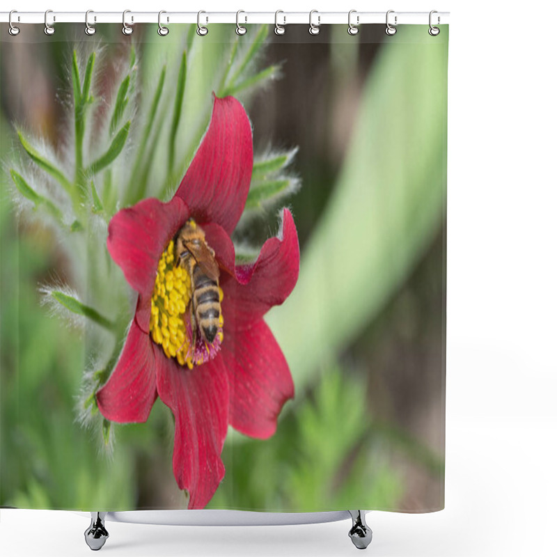 Personality  Bee On A Pasque    Flower Shower Curtains