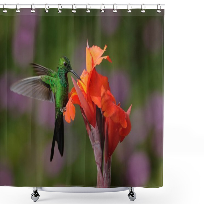 Personality  Green-crowned Brilliant Hummingbird Shower Curtains