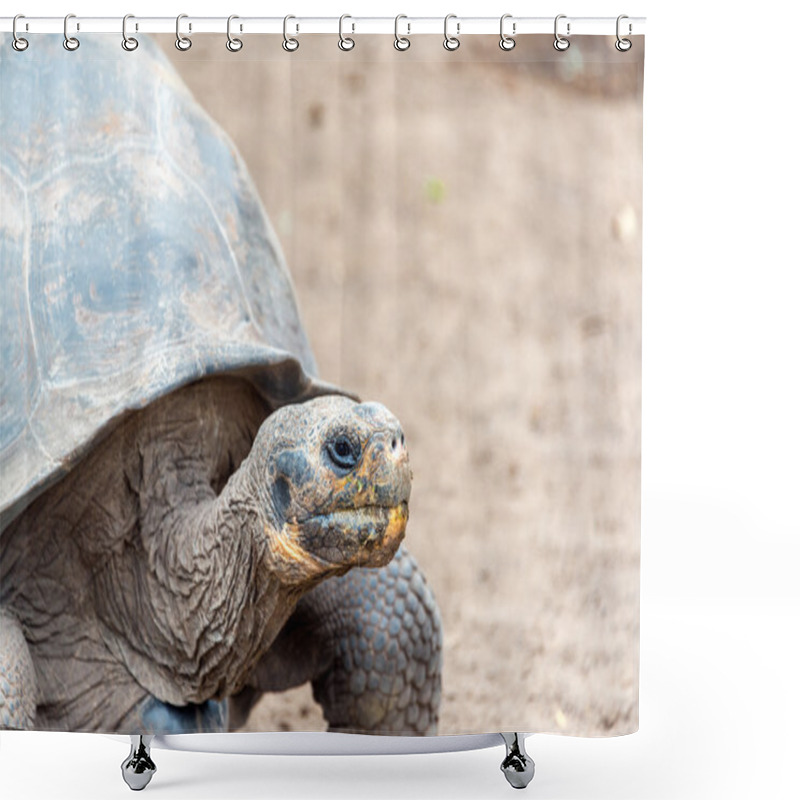 Personality  Galapagos Tortoise shower curtains