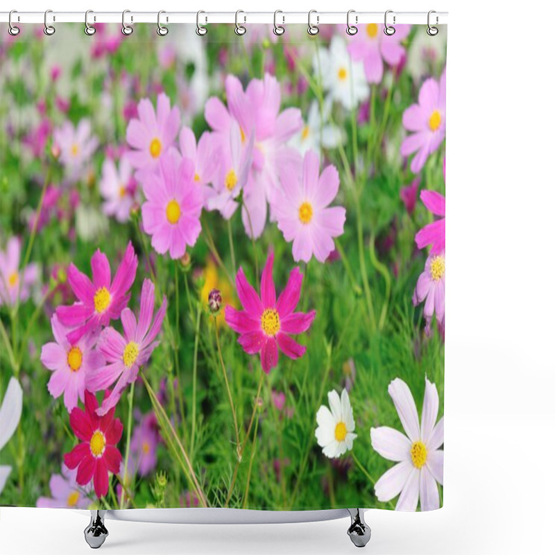 Personality  Beautiful Cosmos Flowers Blooming In Tibet Shower Curtains