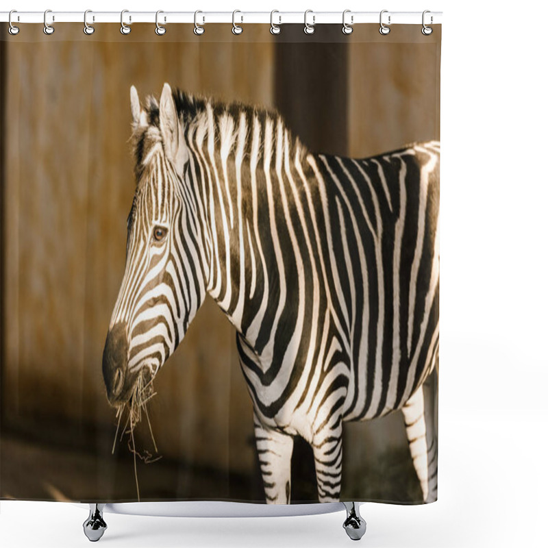 Personality  Close Up View Of Beautiful Striped Zebra At Zoo Shower Curtains