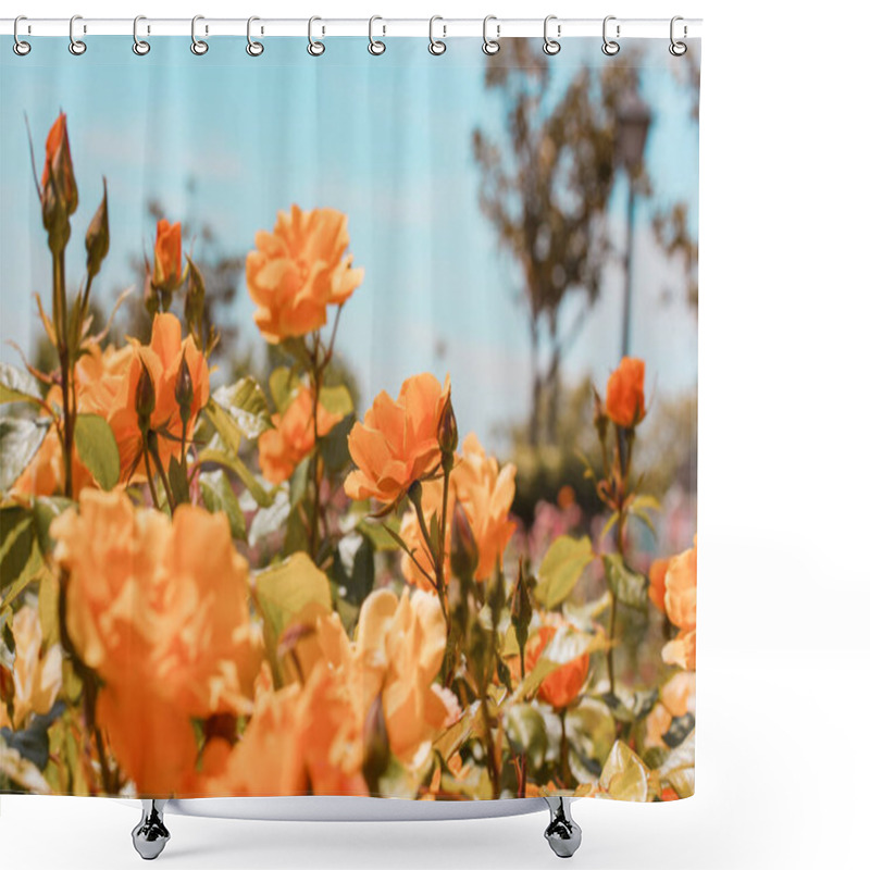 Personality  Shrub Roses With Orange Or Yellow Buds Of Fragrant Flowers Against A Blue Cloudy Sky In A Spring Or Summer Day In Botanical Garden, Rosarium, Flower Bed. Beautiful Flowers In Full Bloom. Horticulture. Shower Curtains