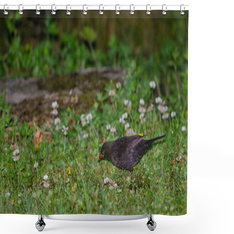 Personality  Common Blackbird Searching For Food. Shower Curtains