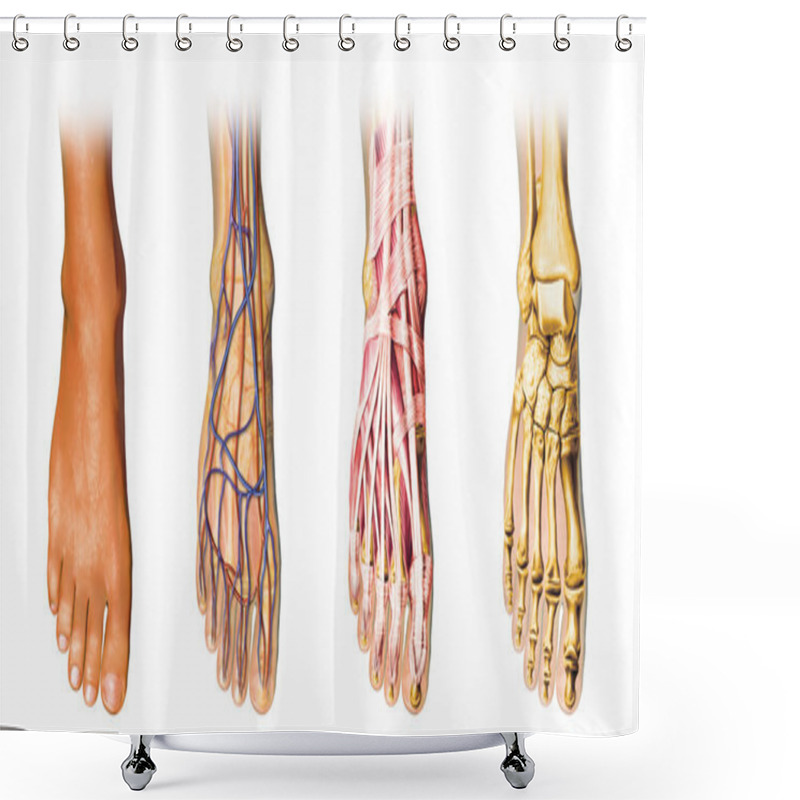 Personality  Human Foot Anatomy Cutaway Representation. Shower Curtains