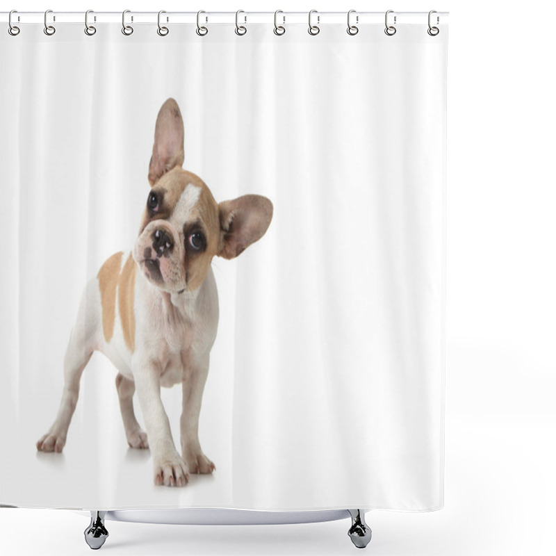 Personality  Curious Puppy Dog With Copy Space Shower Curtains