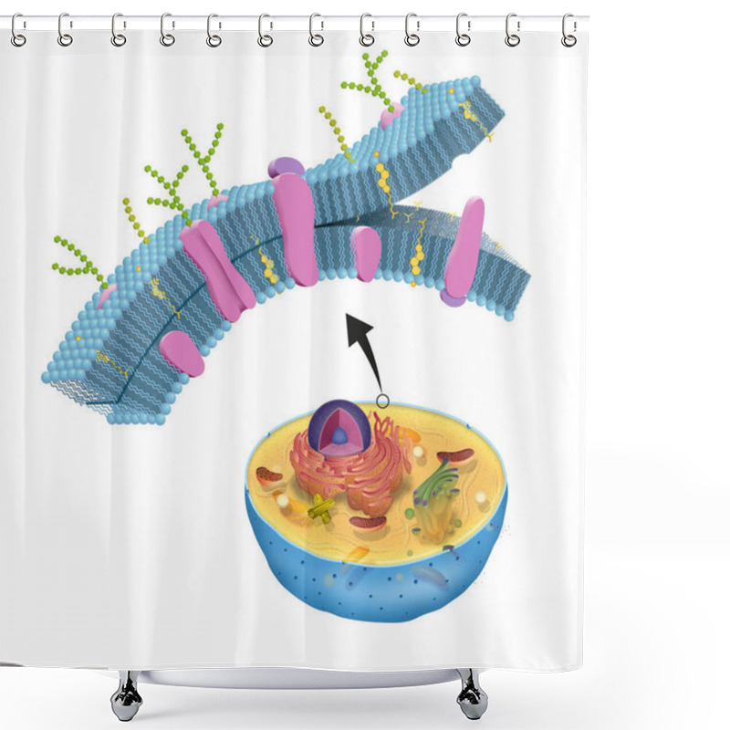 Personality  The Cell Membrane, Also Called The Plasma Membrane, Is Found In All Cells And Separates The Interior Of The Cell From The Outside Environment Shower Curtains