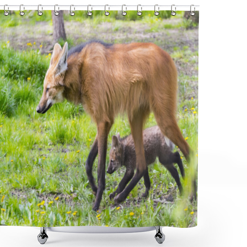 Personality  Maned Wolf Puppy Shower Curtains