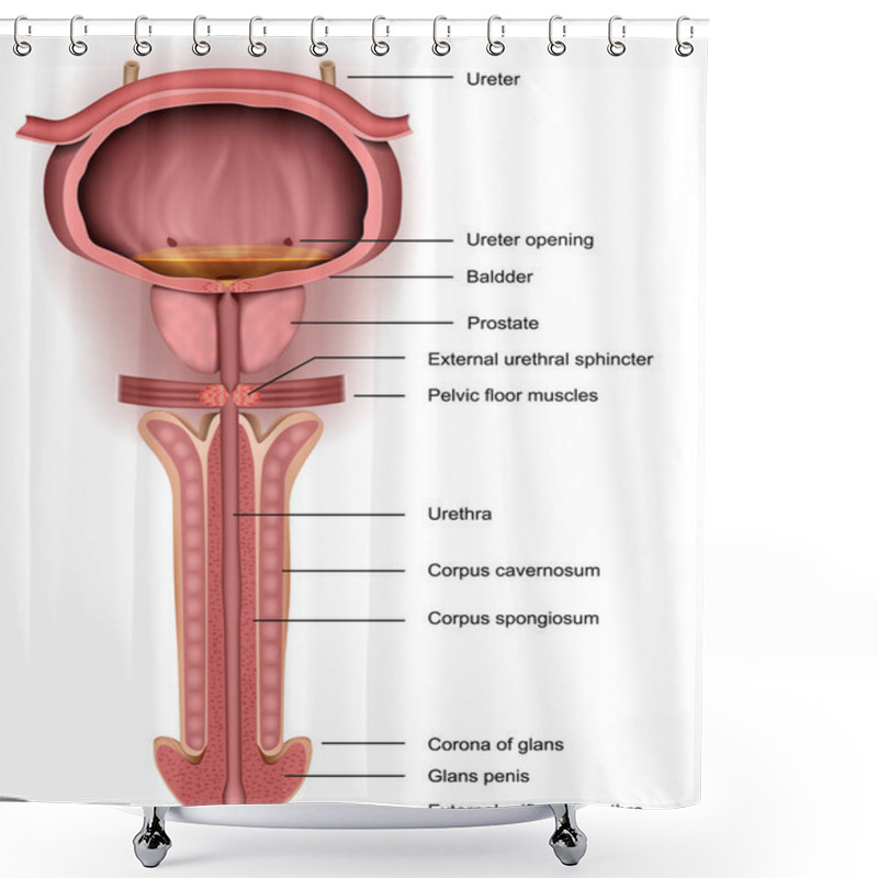 Personality  Anatomy Penis, Prostate And Bladder, 3d Medical Vector Illustration Shower Curtains