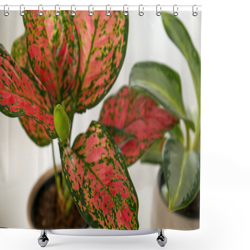 Personality  Exotic Houseplant With Beautiful Leaves On Light Background, Closeup Shower Curtains