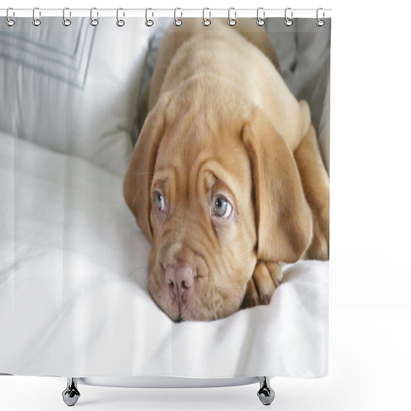 Personality  Dogue De Bordeaux Puppy Shower Curtains