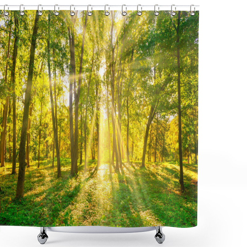 Personality  Forest Sunset Autumn Trees And Sun Light Shower Curtains