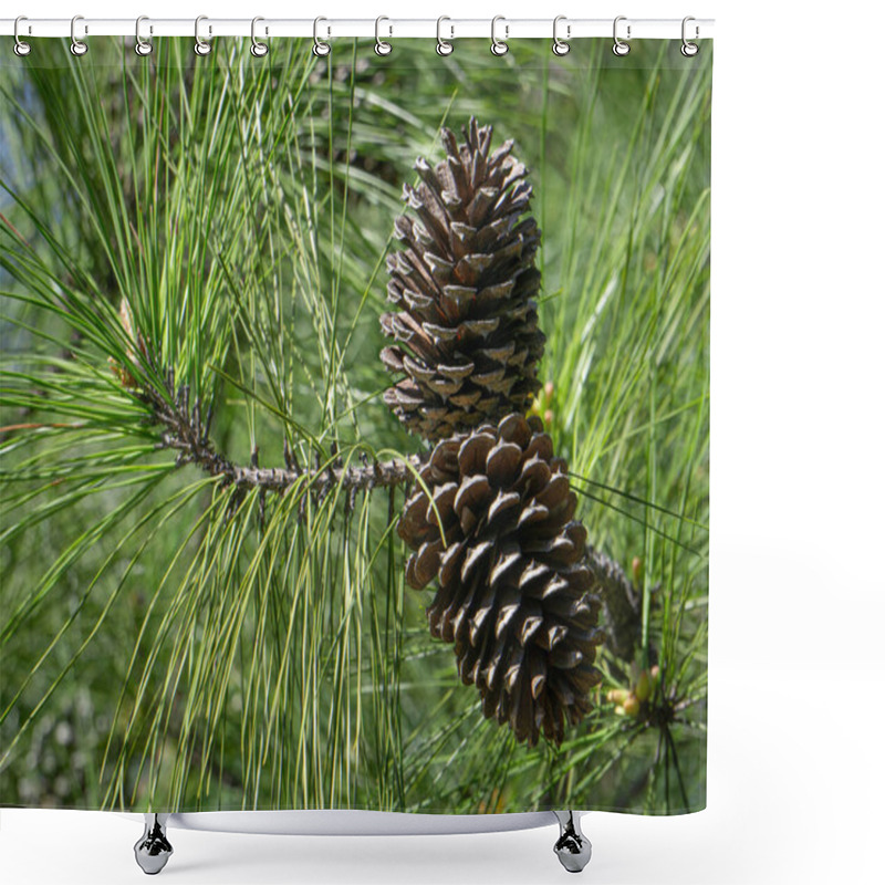 Personality  Loblolly Pine Branch With Cones Shower Curtains