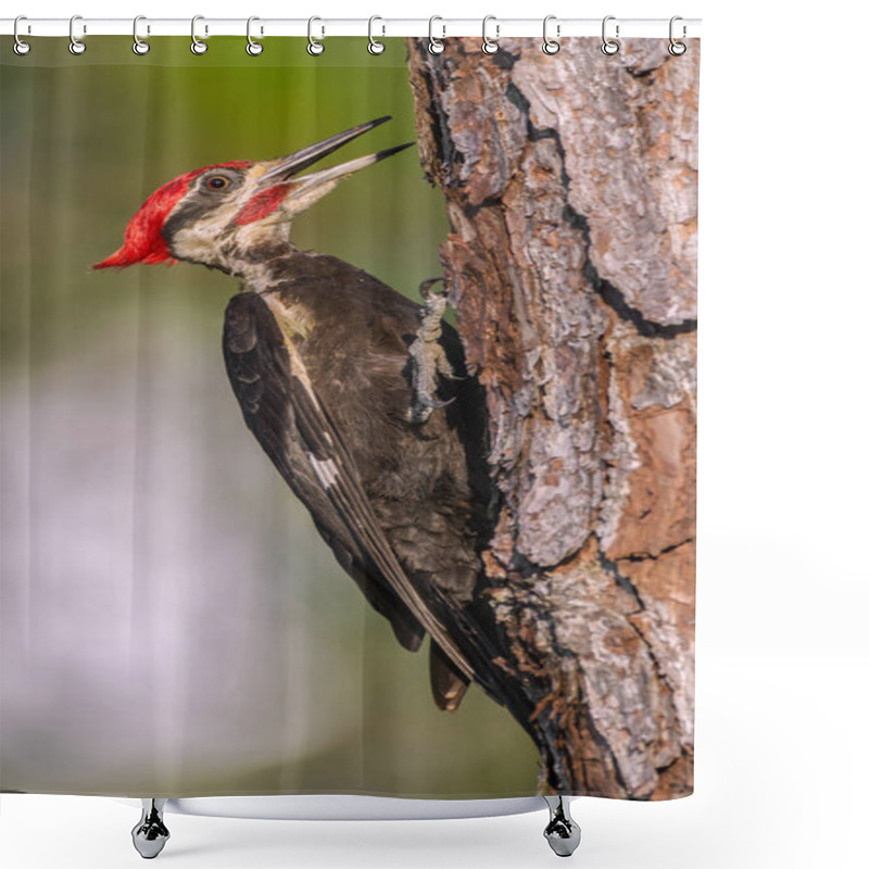 Personality  Wild Adult Male Pileated Woodpecker - Dryocopus Pileatus - Is A Large, Mostly Black Woodpecker Native To North America Shower Curtains