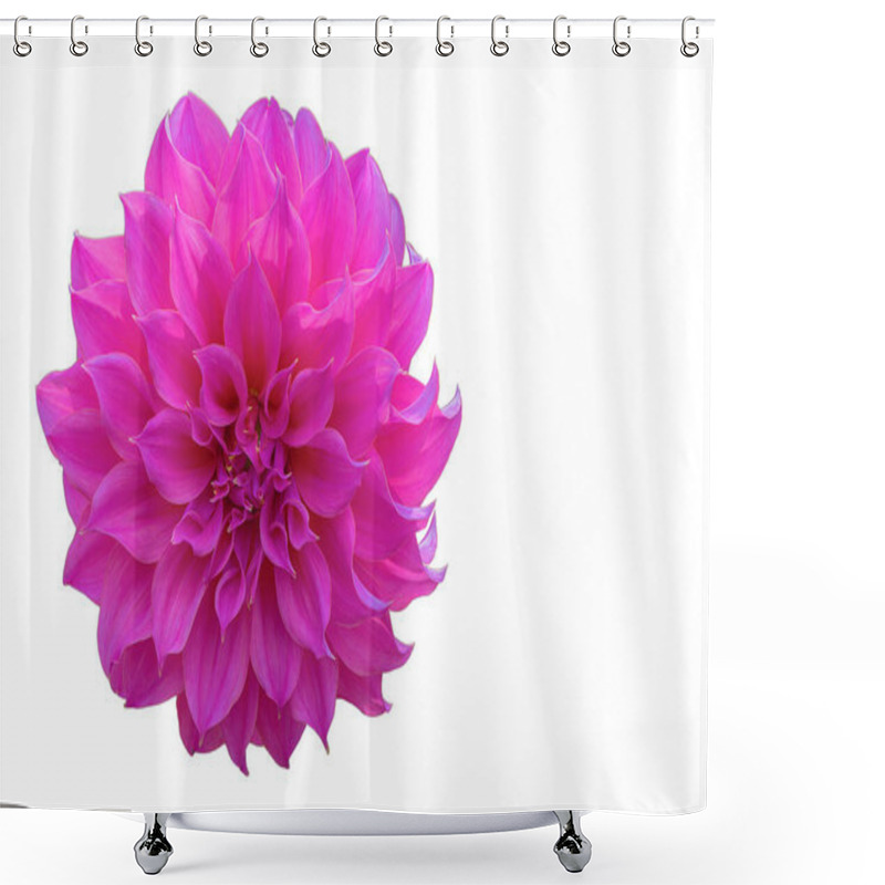 Personality  Single Pink Dahlia Flower, Dahlia Isolated On White Background For Design. Shower Curtains