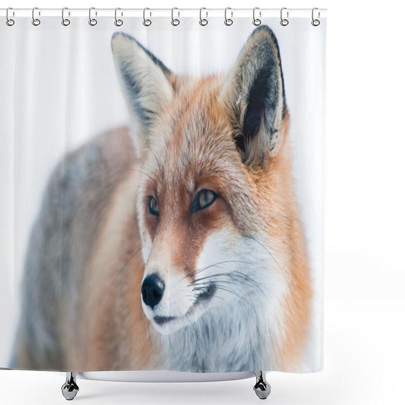 Personality  Red Fox (lat. Vulpes Vulpes) Shower Curtains