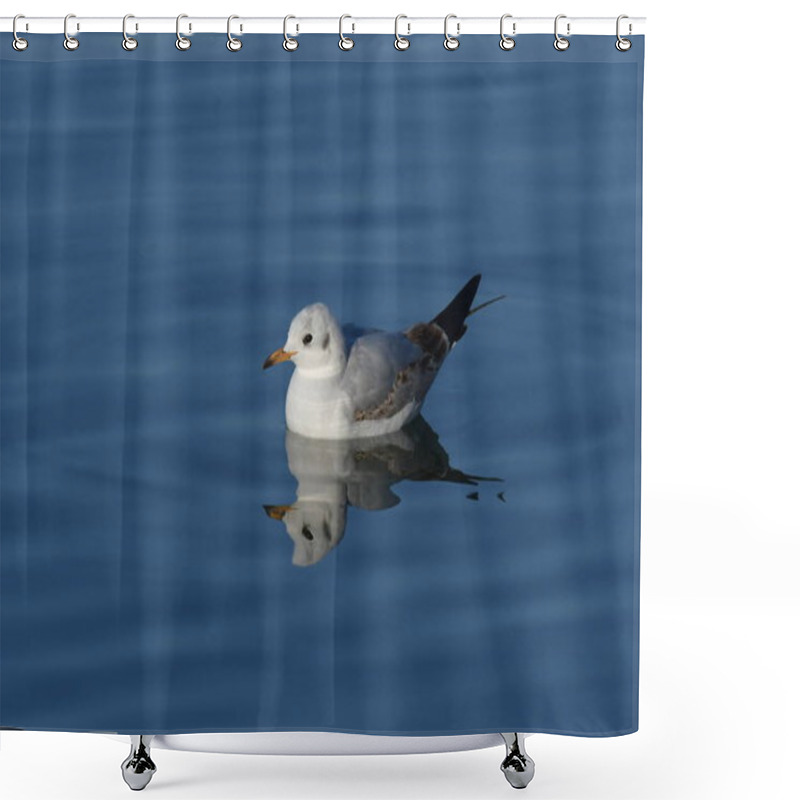 Personality  Black-headed Gull -  (Chroicocephalus Ridibundus)  Shower Curtains