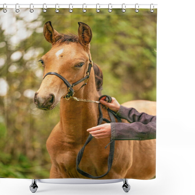 Personality  Portrait Of Buckskin Foal, The Horse With Halter Stands In The Forest. Autumn Sun. Shower Curtains