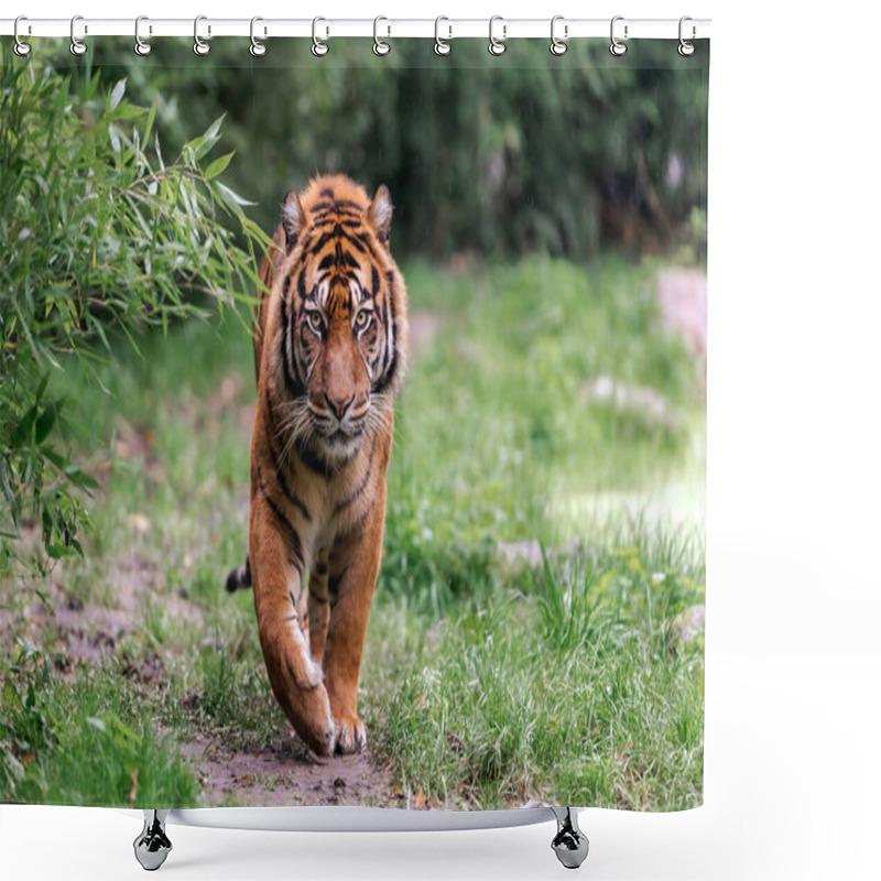 Personality  The Walk Of A Tiger In The Grass, Wildness Concept  Shower Curtains