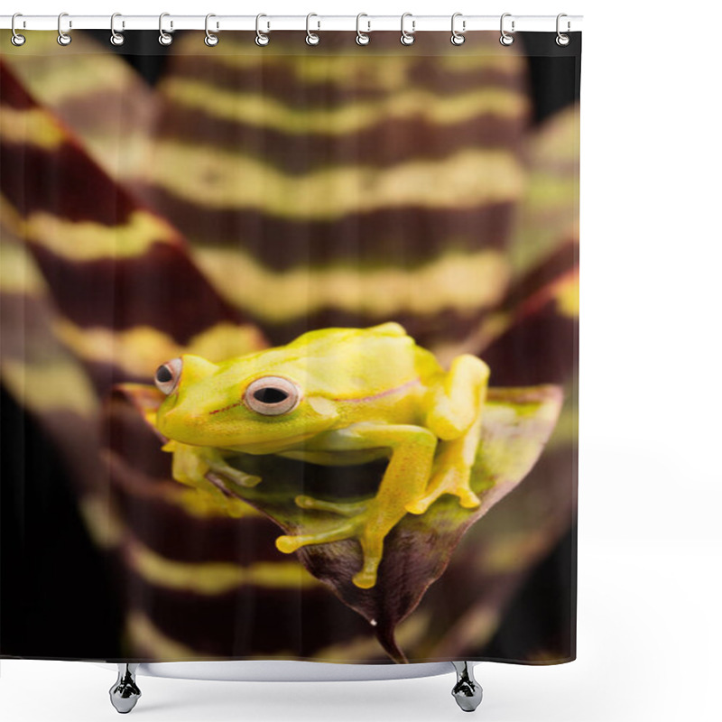 Personality  Polka Dot Tree Frog Shower Curtains