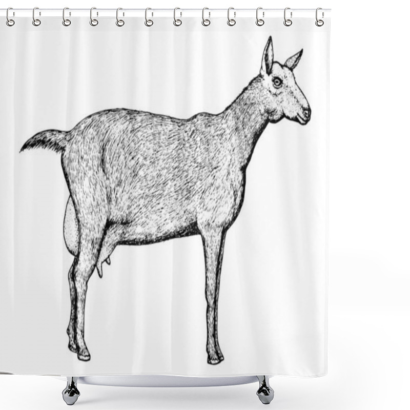 Personality  Zanean Goat Sketch In Black Line Graphic Style Isolated On White Shower Curtains