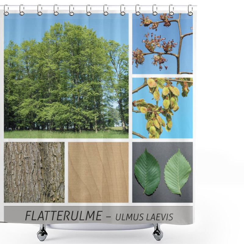 Personality  Elm, Ulmus Glabra, Flowers, Fruits, Green, Ripe, Sky, Wood, Collage Shower Curtains