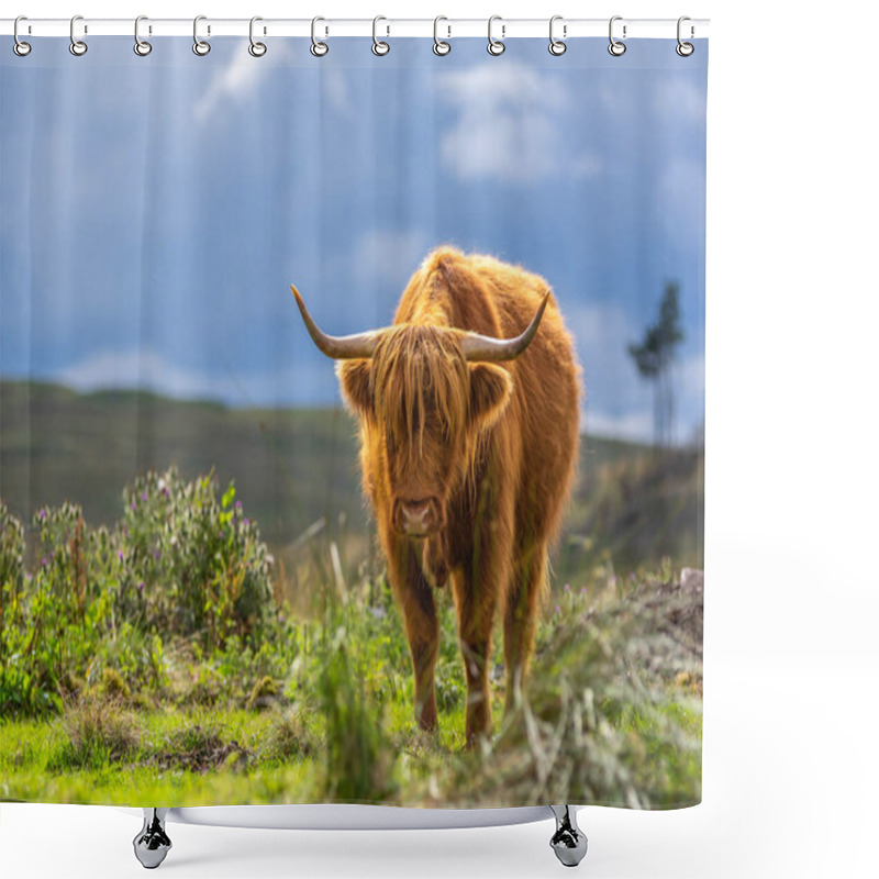 Personality  Highland Cow With Red Hair And Horns Standing In A Field In Scotland With Hills In The Background. Shower Curtains