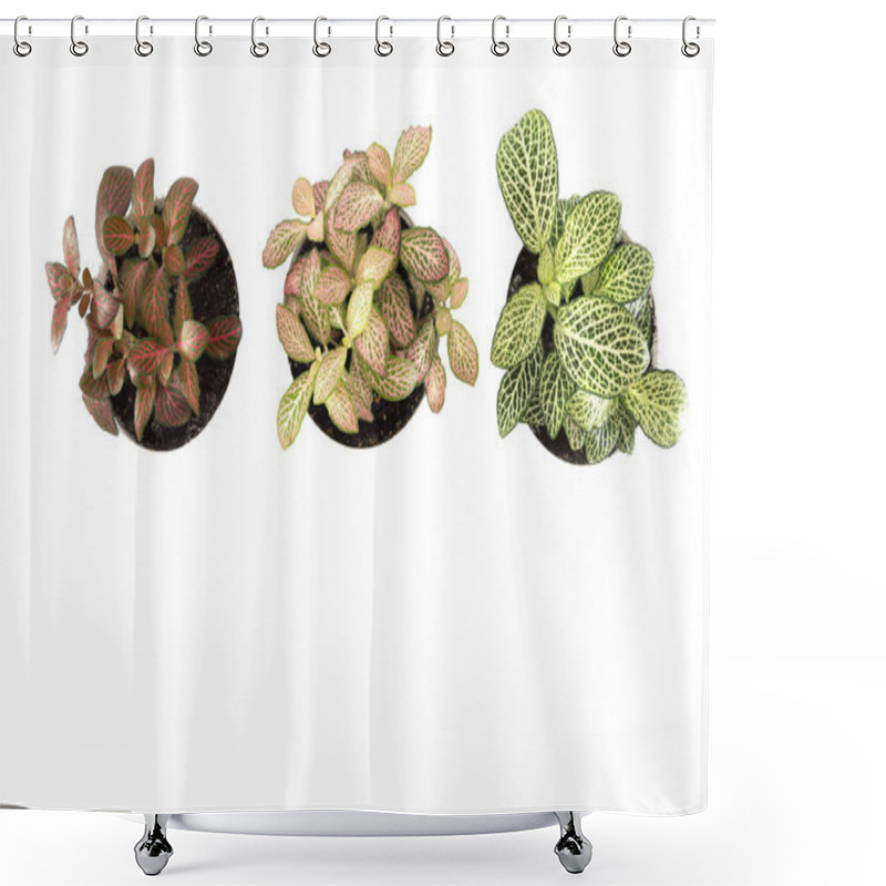 Personality  Indoor Plant Fittonia In Pots On A White Background. Shower Curtains