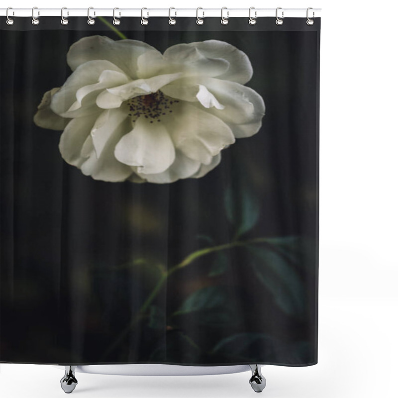 Personality  One White Rose Fades In Autumn On A Dark Background Shower Curtains