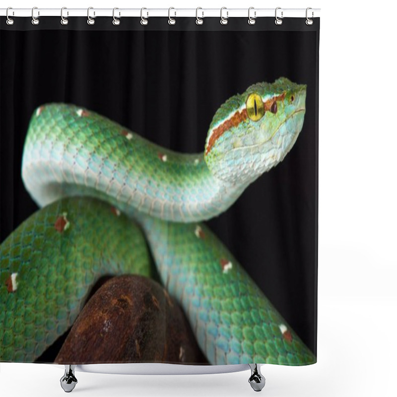 Personality  Wagler's Tree Viper (Tropidolaemus Wagleri) Male Shower Curtains