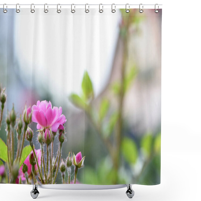 Personality  Veilchenblau, Rose Flower. Pink Roses On A Bush In The Garden, Close-up. Flowering English Rosa Climbing Rose Bush. In The Garden In The Flower Bed. Spring Time, Delicate Summer Flower. Close-up Shower Curtains