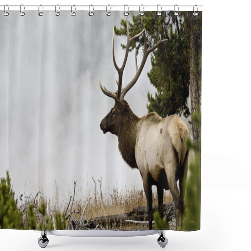 Personality  Misty Morning Bull Elk Shower Curtains