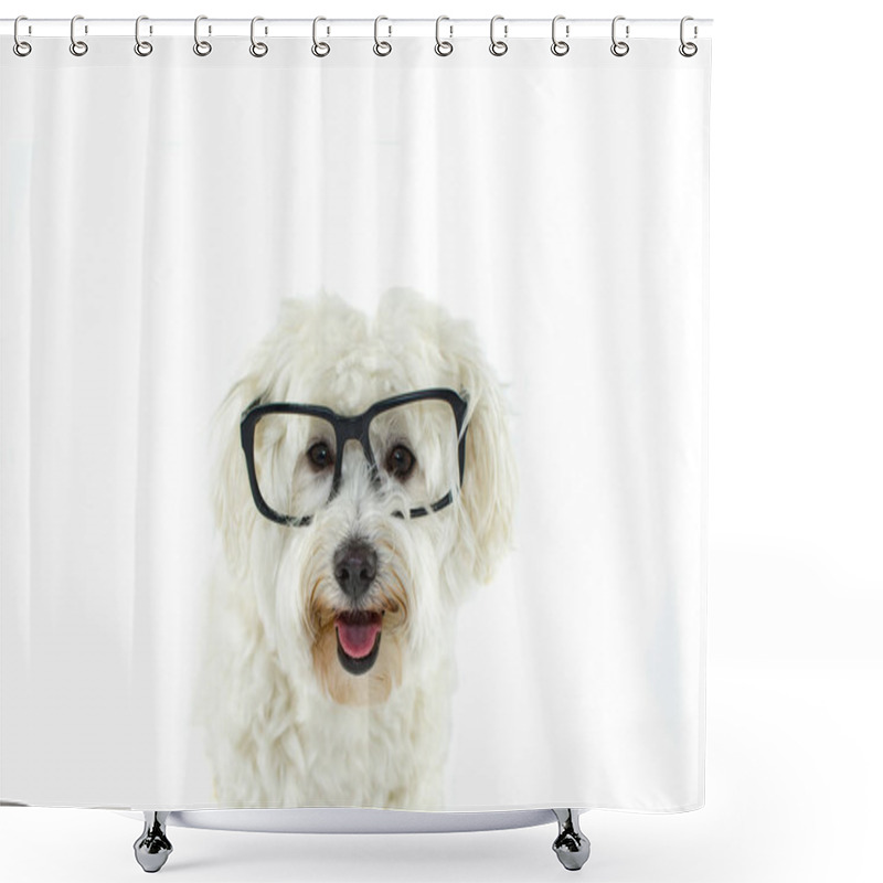 Personality  HAPPY MALTESE BICHON WEARING BLACK GLASSES STICKING OUT TONGUE. ISOLATED ON WHITE BACKGROUND Shower Curtains