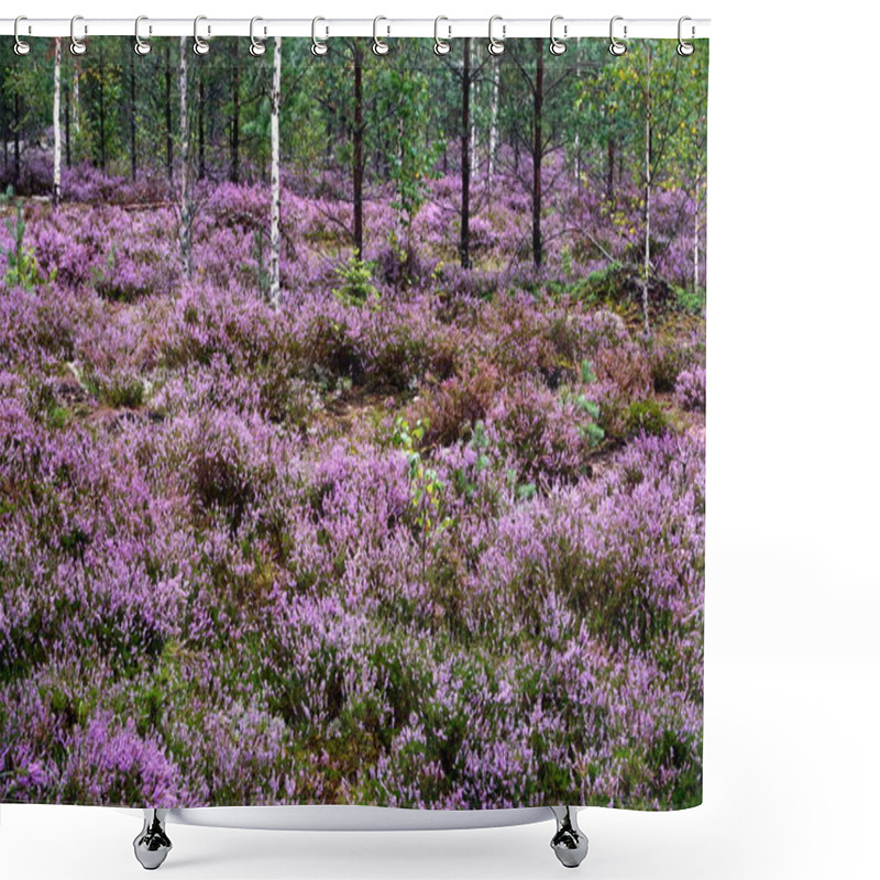 Personality  Beautiful Purple Heather Calluna Vulgaris Bush Growing In The Autumn Forest                        Shower Curtains