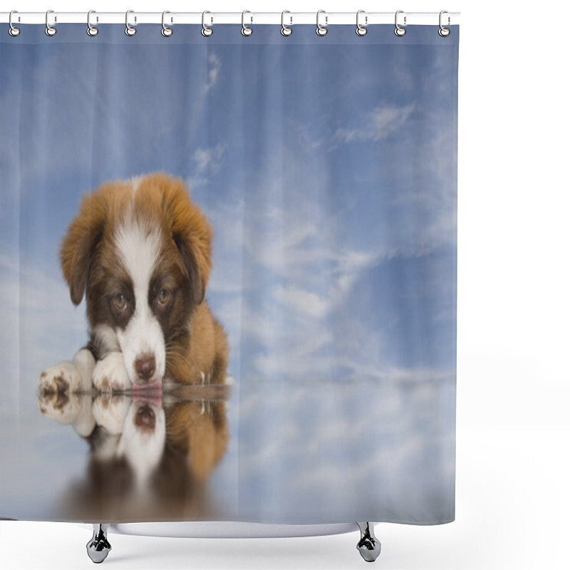 Personality  Puppy Dog Blue Sky Background Shower Curtains