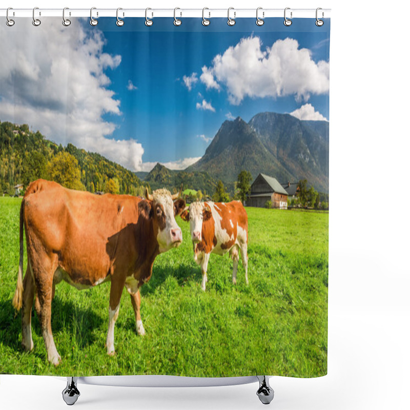 Personality  Cows On Pasture In The Alps Shower Curtains