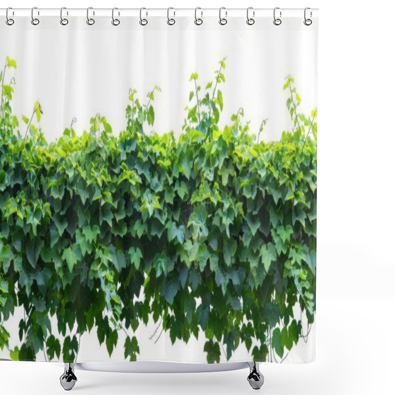 Personality  Vibrant Green Ivy Leaves Against A Bright Backdrop, Showcasing Nature's Beauty And Resilience. Shower Curtains