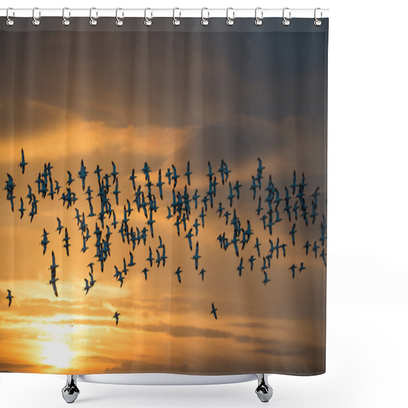 Personality  Flock Of Avocets In Flight Shower Curtains