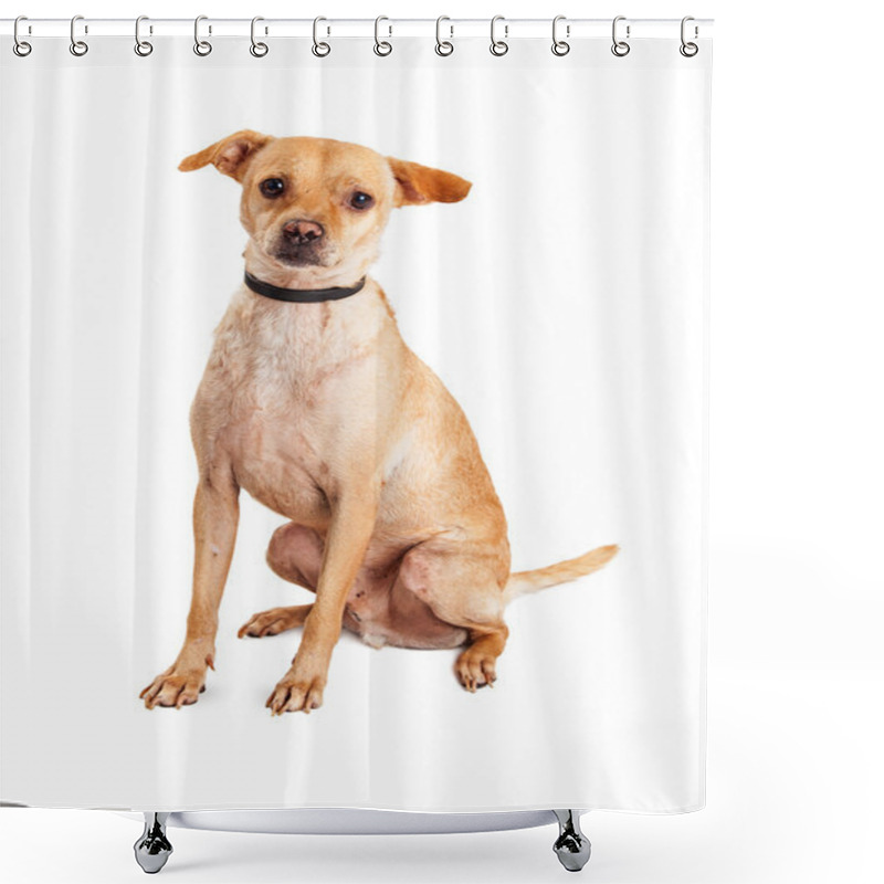 Personality  Chihuahua Mixed Breed Rescue Dog Shower Curtains