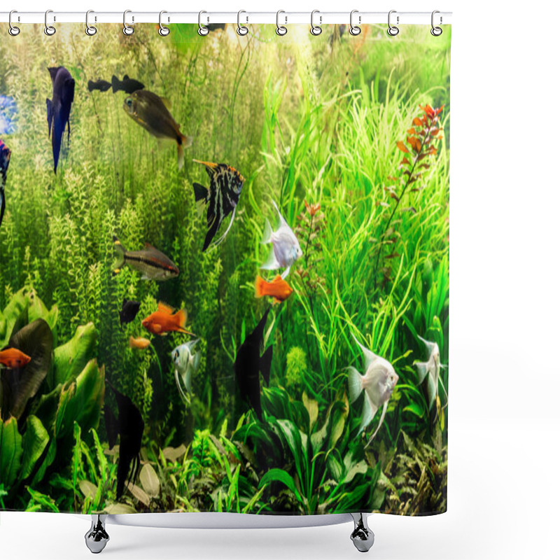 Personality  Ttropical Freshwater Aquarium With Fishes Shower Curtains