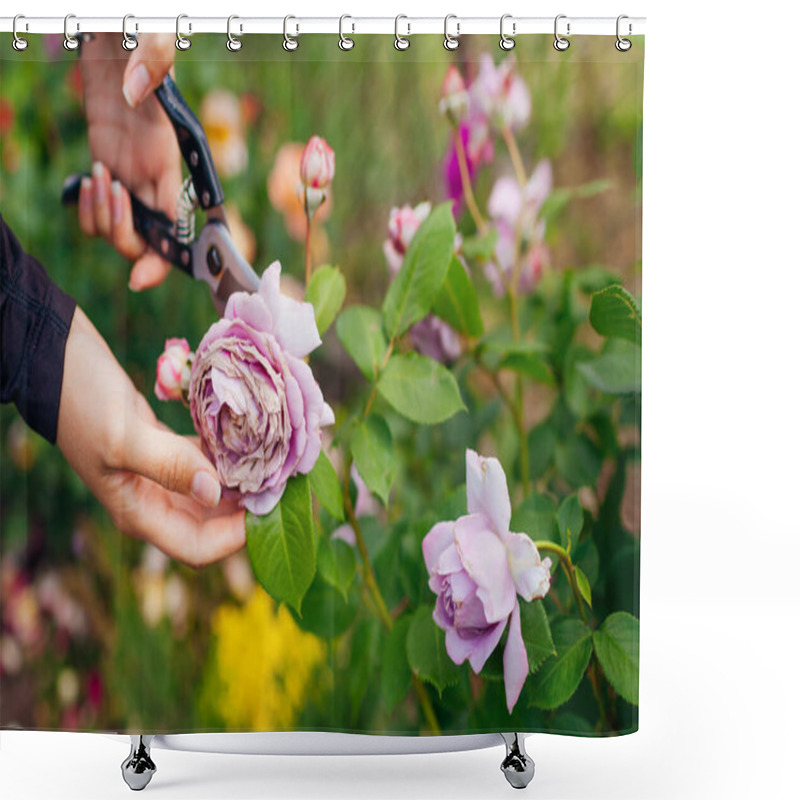 Personality  Woman Deadheading Rose With Rain Damage In Summer Garden. Gardener Cutting Wilted Flowers Off With Pruner. Novalis Of Kordes Selection. Taking Care Of Shrub Shower Curtains